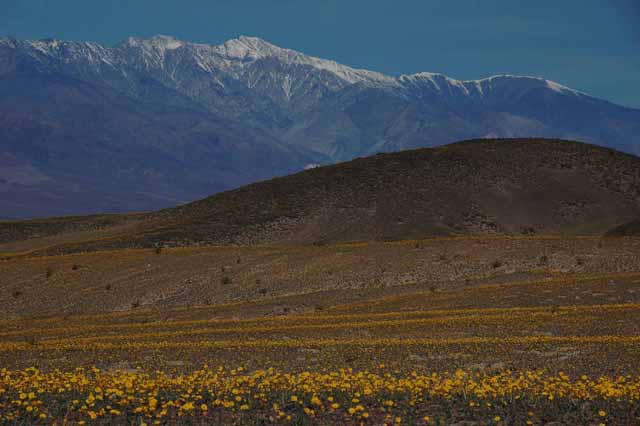 desert gold flowers